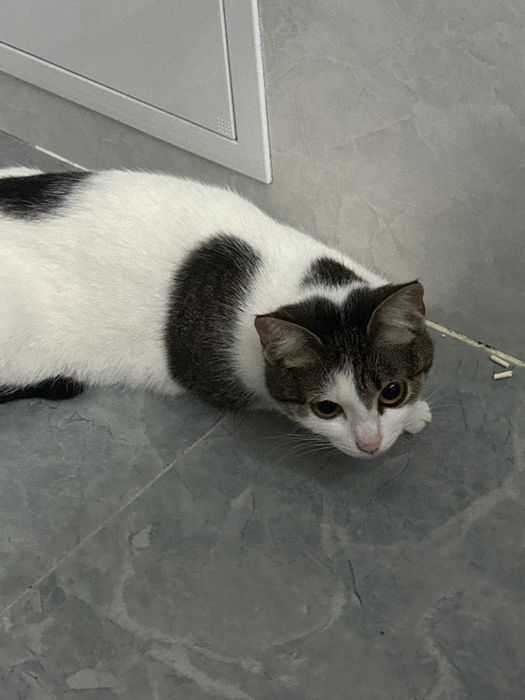 Отдам кошку в хорошие руки