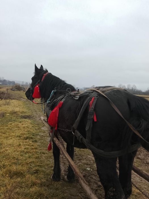 Vand iapă bună de ham