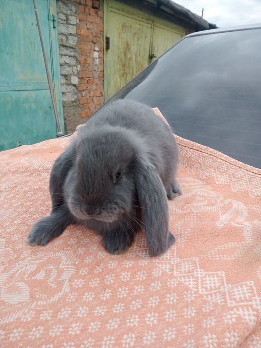 Продаются кролики