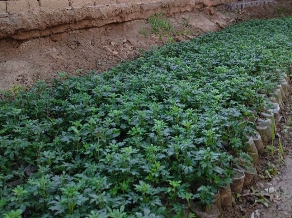 Daromadli biznes xrizantema