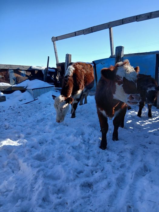 Продам  4 стельные коровы