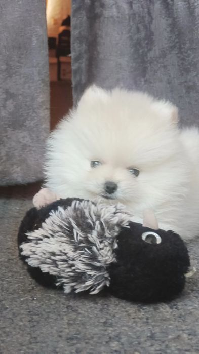 Резерв шпиц мальчик.