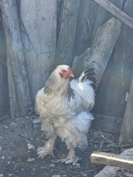 Cocoș Brahma de vanzare