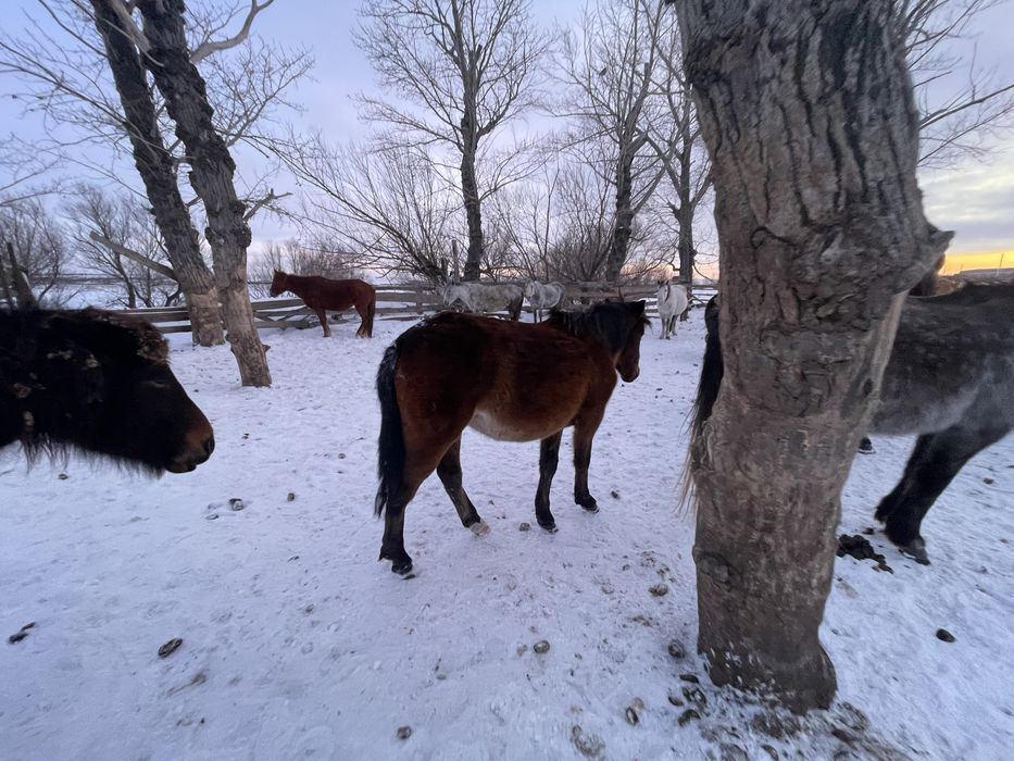 Продается жеребчик