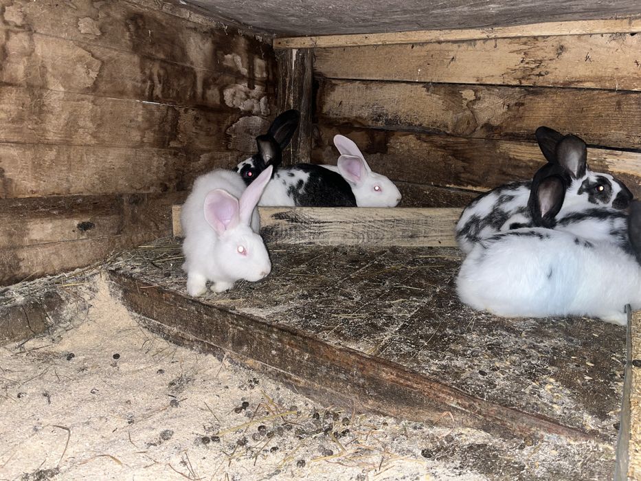 Продавам зайци кръстоска