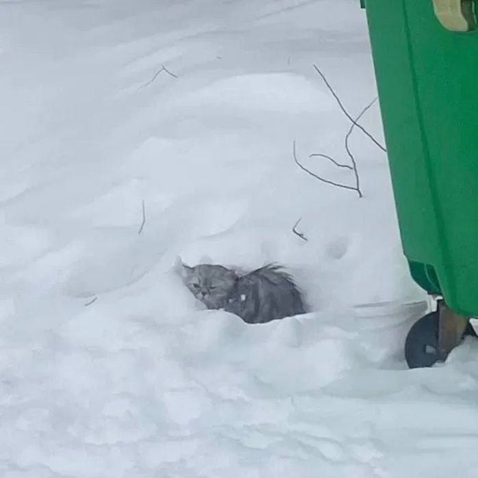 Отдам кота скотиш страйт