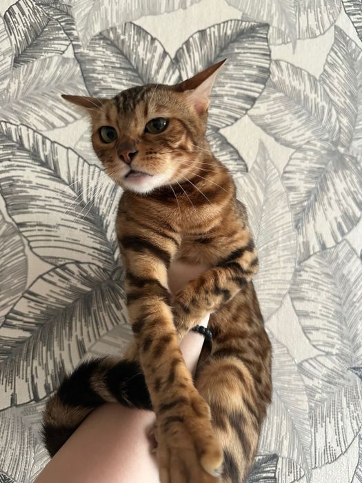 Продам бенгальскую кошку