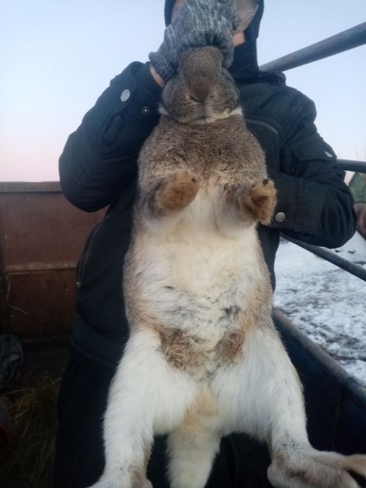 Продам кроликов срочно
