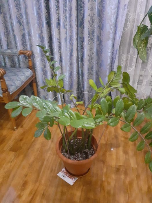 Продам замиокулькас (долларовое дерево)