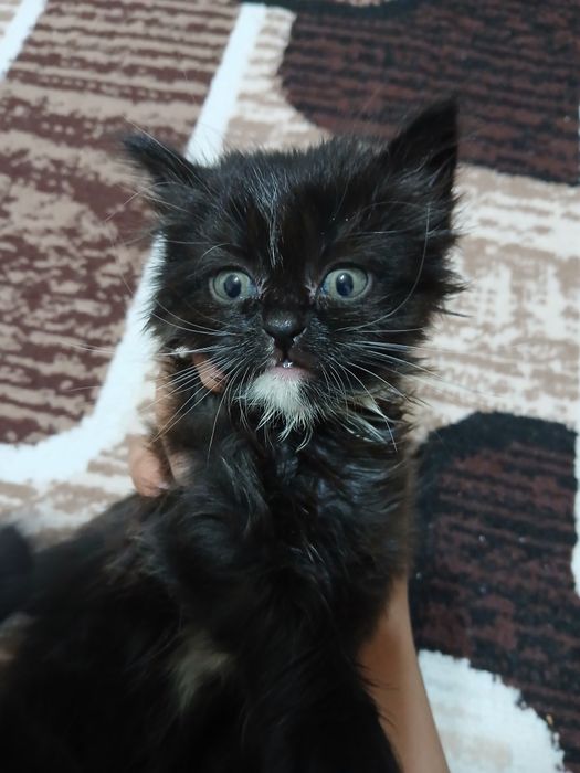 Котята отдаём бесплатно в добрые руки