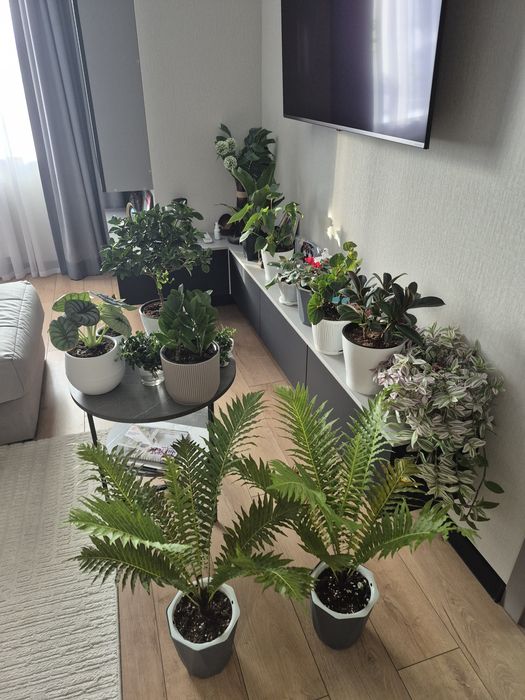 Продам комнатные растения