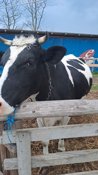 Vând vaca buna de lapte