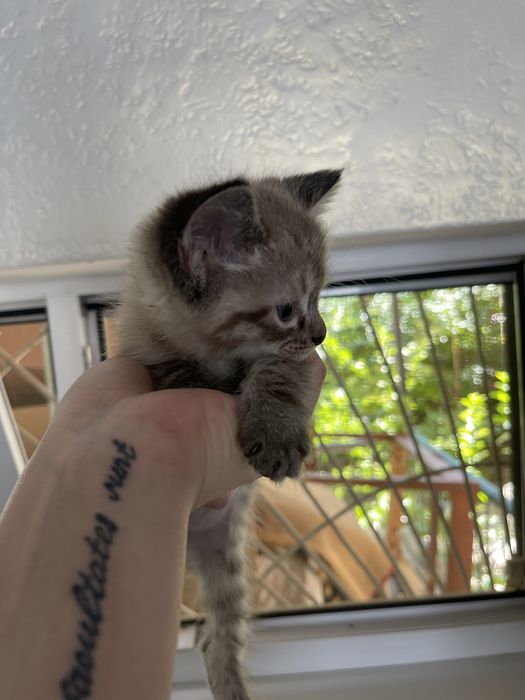 Котята сиамские смешанные