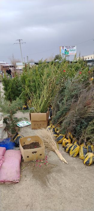 Арчалар сотилади