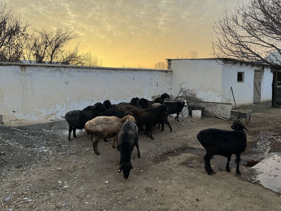 Қойлар сатылады. Сойыпта сатылады