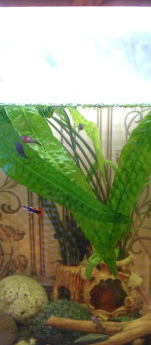 Аквариум 80 литров