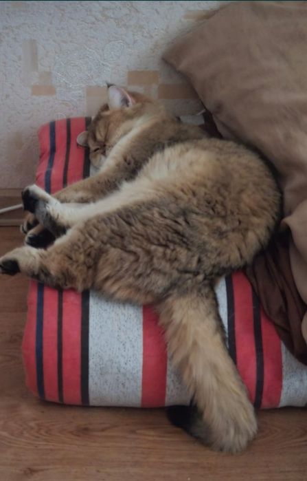 Кошка стерилизована