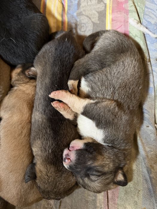 Щенки от Кане Корсо. Отдам в добре руки
