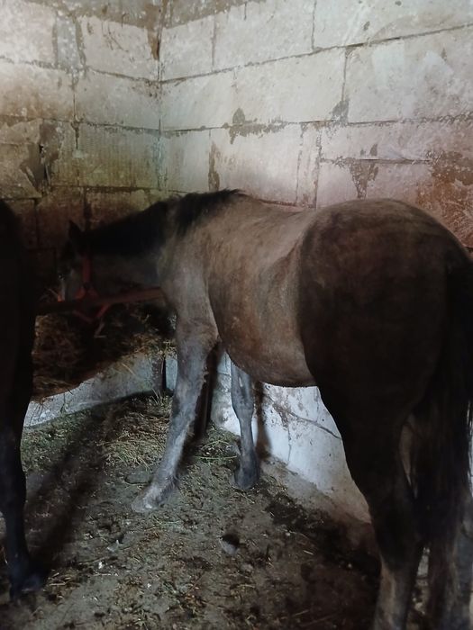 Vând 2 mânji unu de 8 luni și unul de 9 luni.