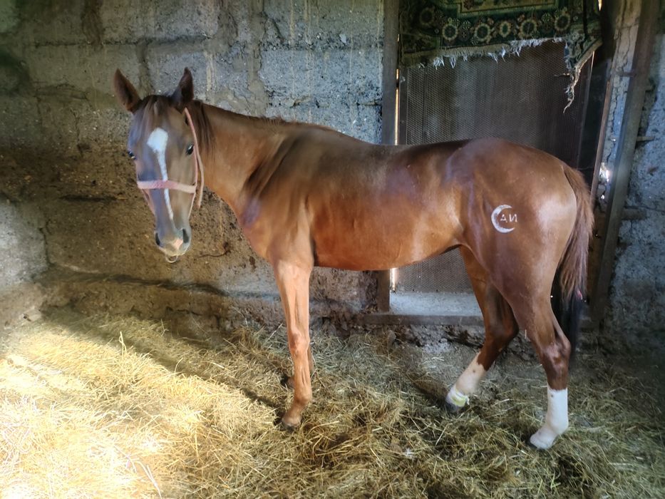 Продаётся англоарб кобылка