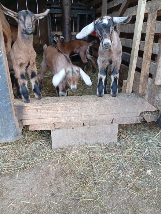 Capre și iezi anglonubieni