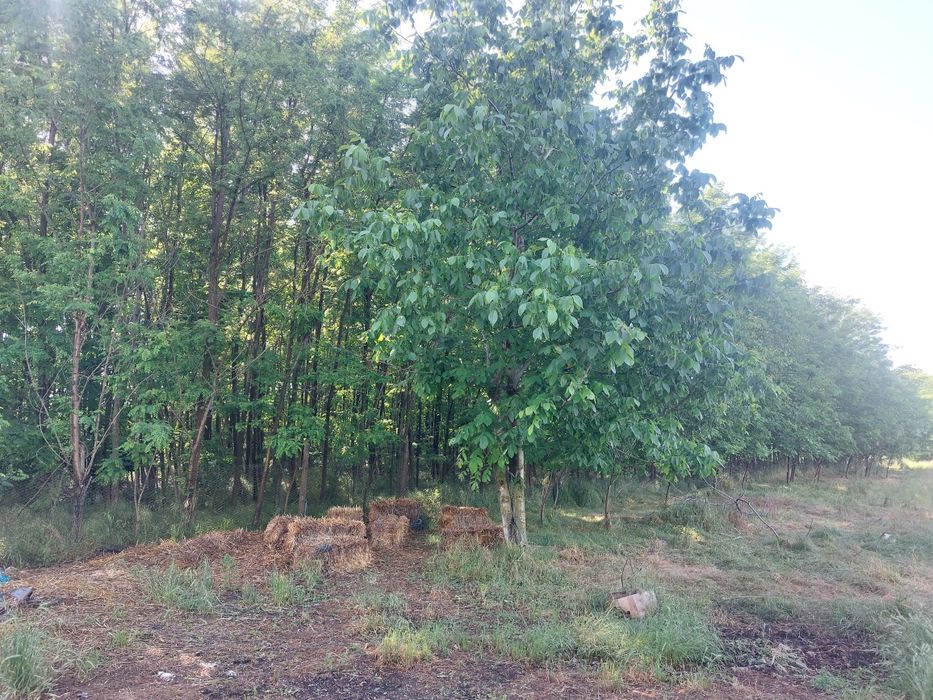 Casa de vânzare cu 2400 mp și pădure de salcâm 3200mp