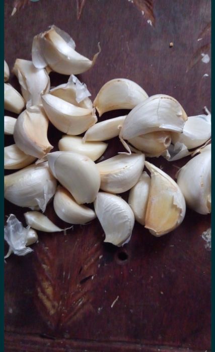 Vand usturoi de sămânță