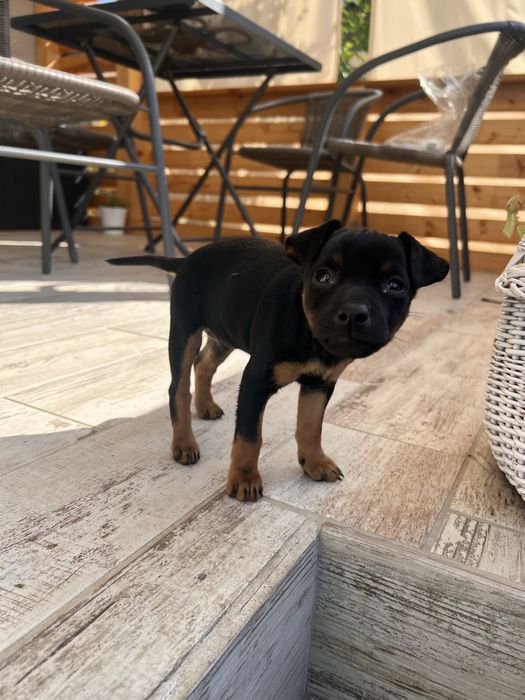 Donez Pinscher pitic ,rasã purã,femelã