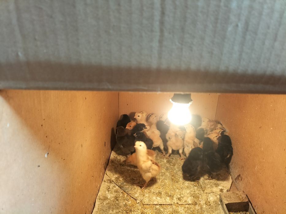 Продам цыплят домашних суточных, несушки.