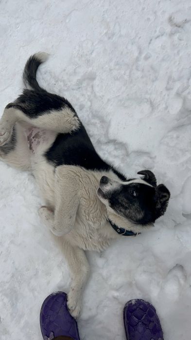 4 айлық алабай “ панда”