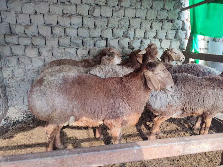 Қӯйлар сотилади,