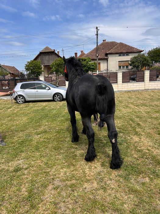 Manz armasar  negru(3 bucati)