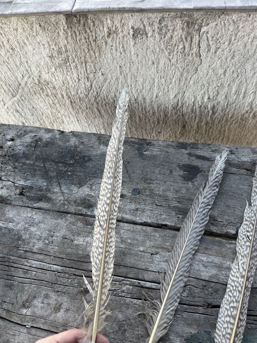 Перья лимон.фазан