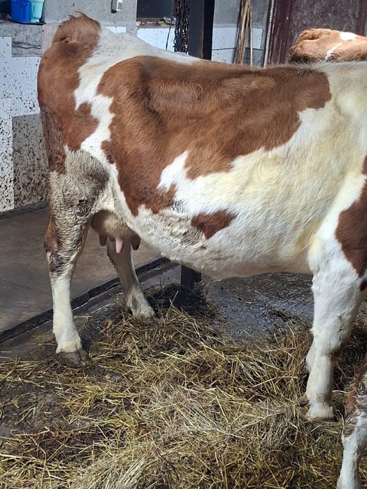 Vand vaca de 8 ani cu vitel de 2 saptamani mai multe detali in privat