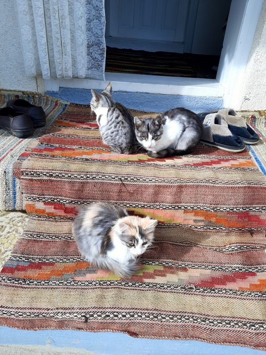 Pisici spre adoptie