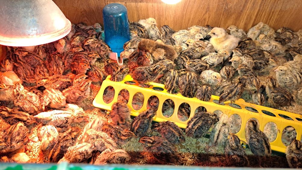 Продавам пъдпъдъци,