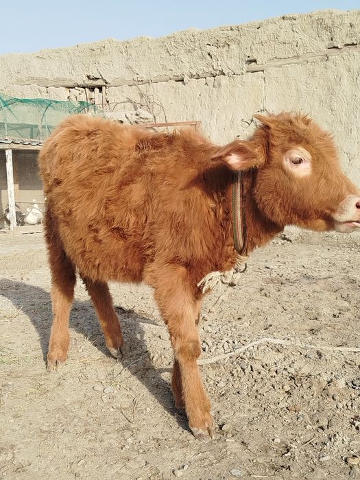 Гуножин сотилади