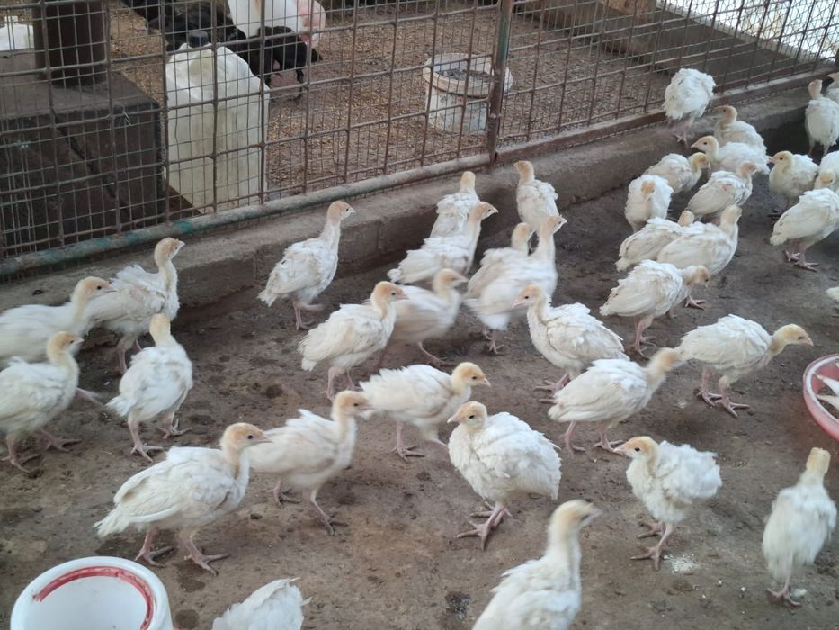 Хайбрит Канвертор балапандары сатлады.