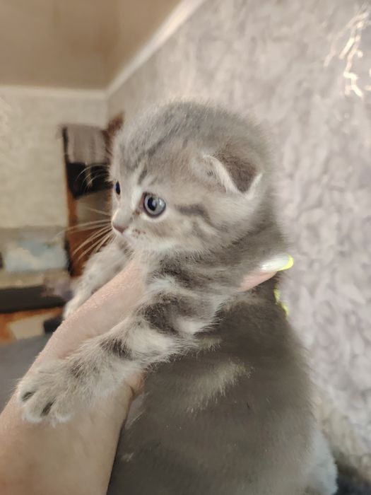 Шотландские фолды