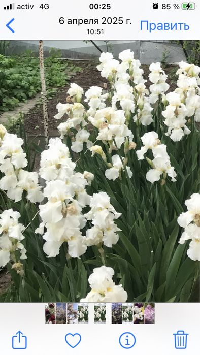 Ирис бородатый белый. Многолетний