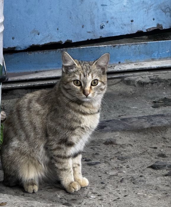 Отдам кошку в добрые руки