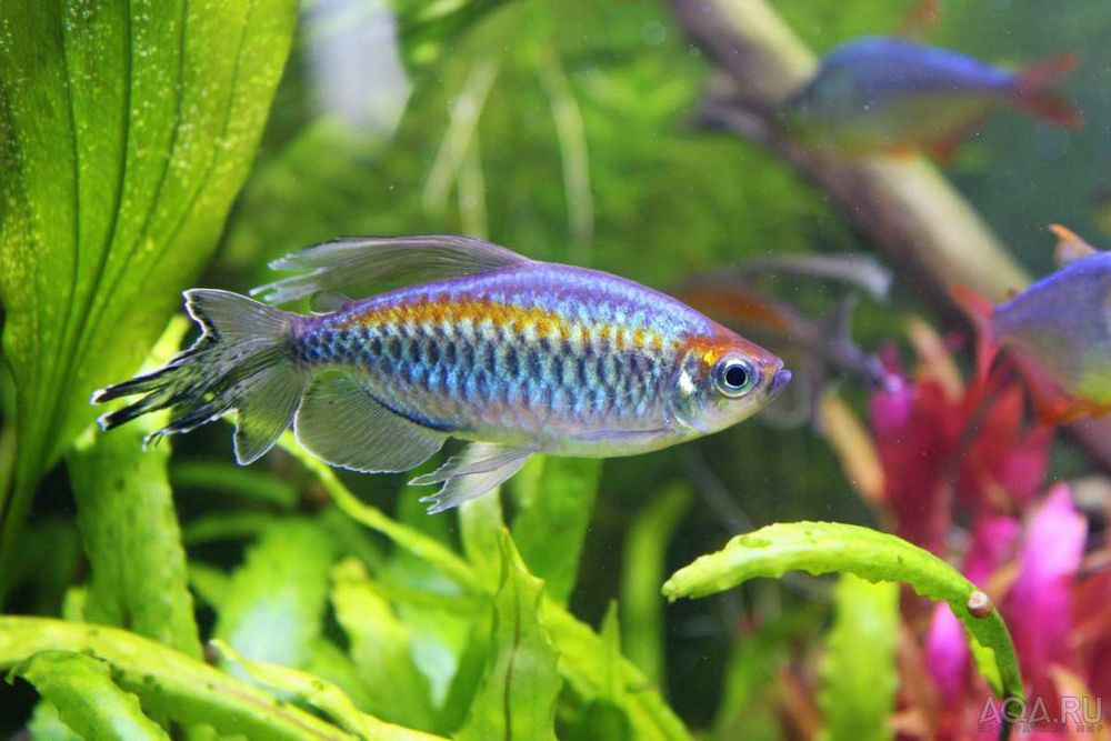 Тетра Конго (Phenacogrammus interruptus) продаются только парами