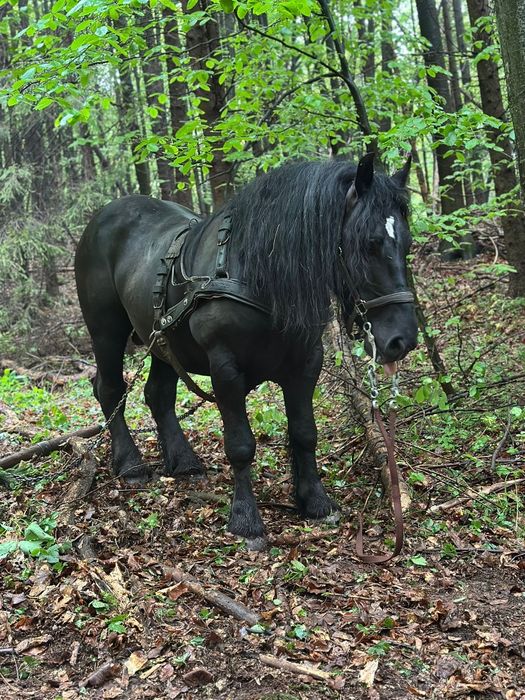 Vând sau Schimb 2 armasari