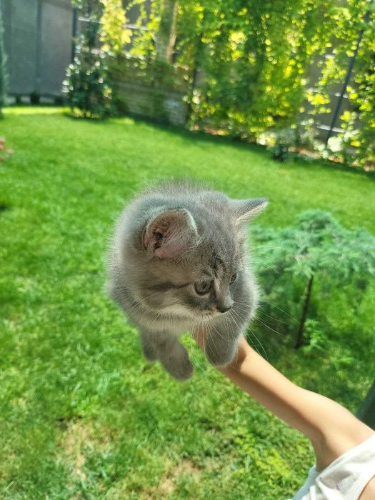 Продаются два котёнка (2 месяца)