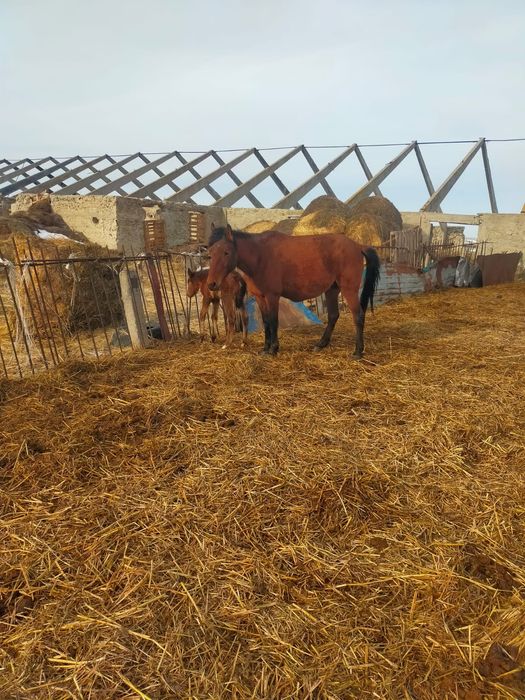 Құлынды биелер сатылады