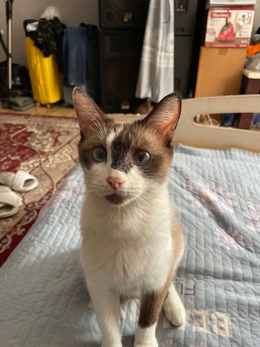 Отдам котят в хорошие руки