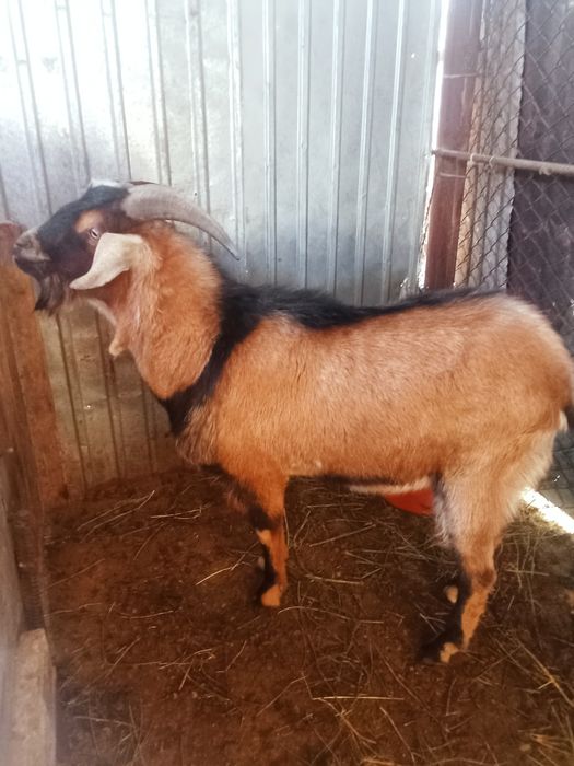 Теке сатылады. Продается козёл.