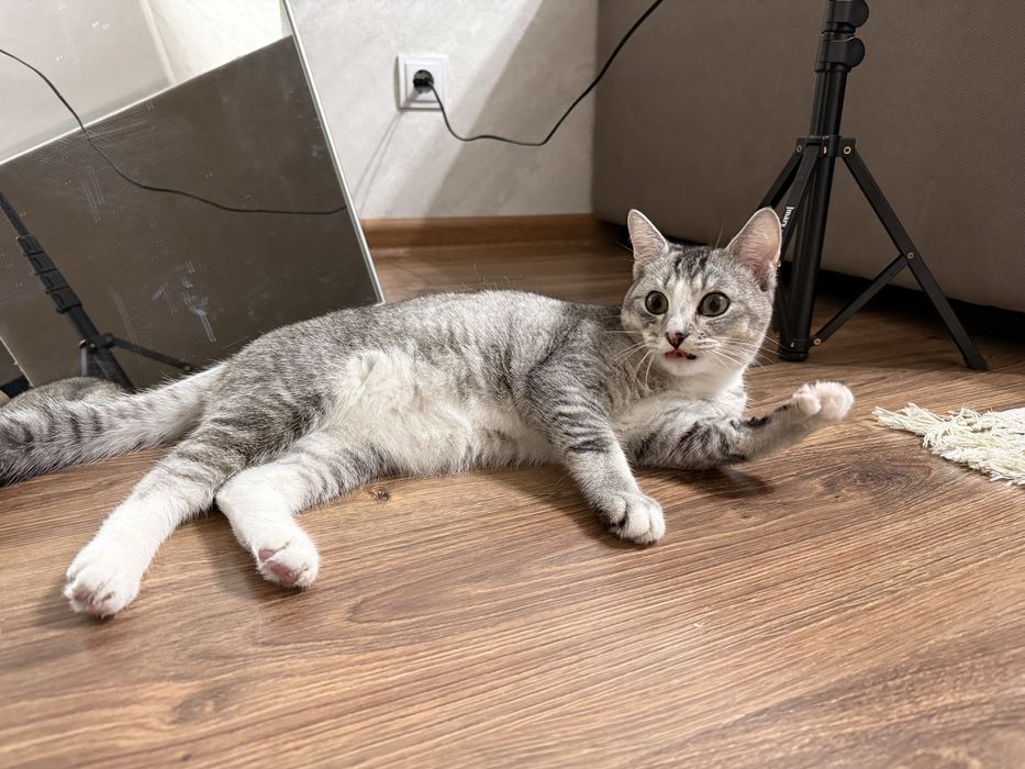 Продам котенка шиншила