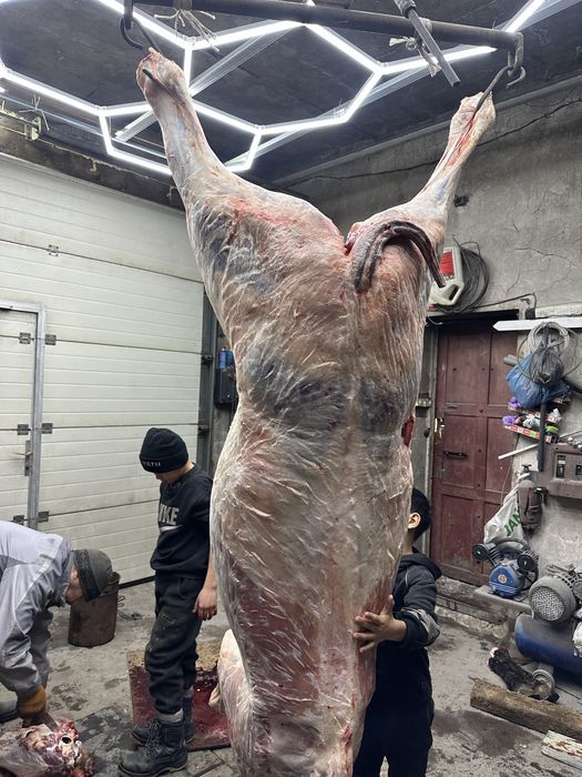 Байтал тай құнан откорм