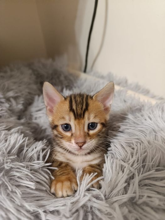 Продам котят бенгалов